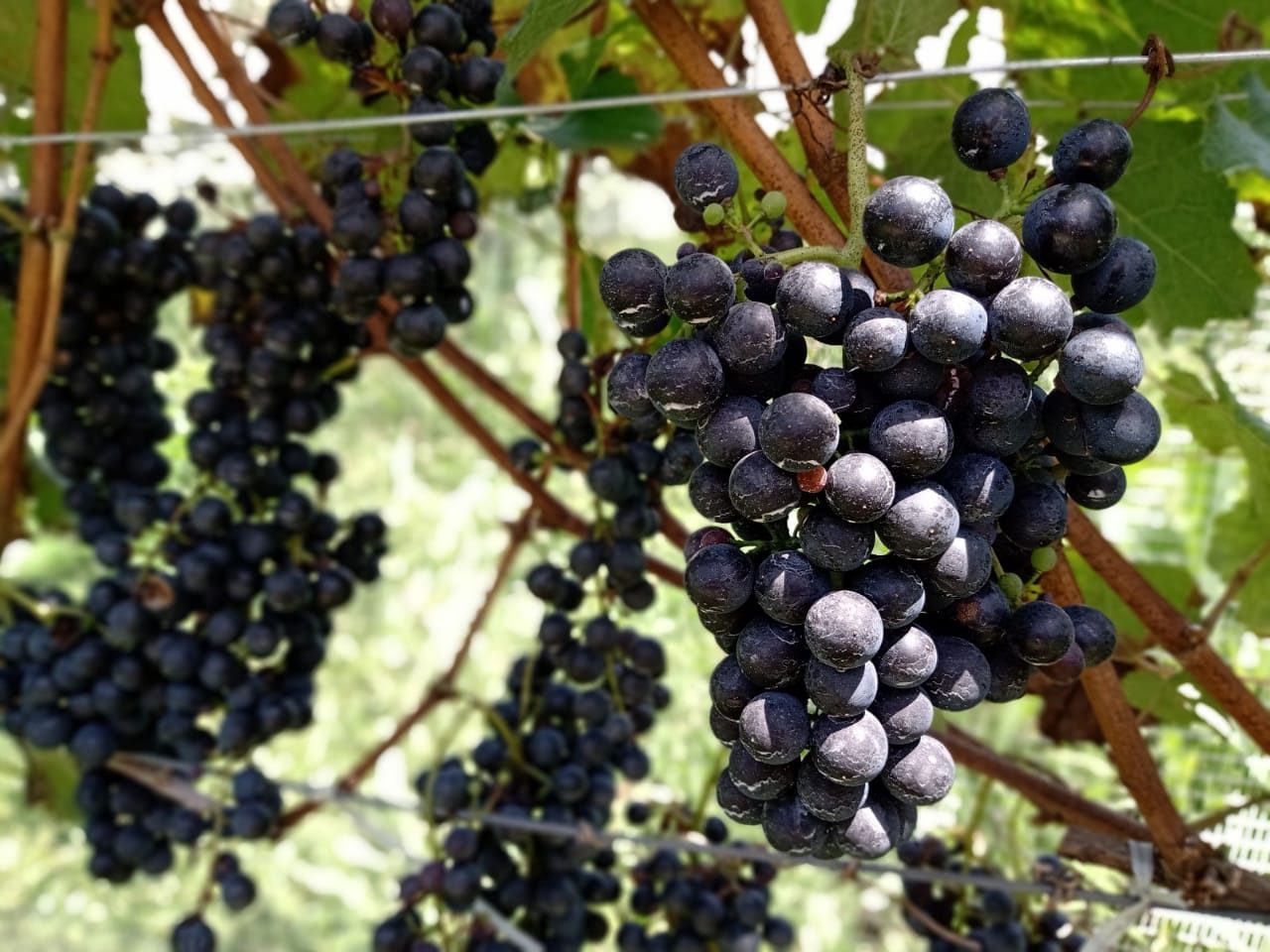 Cachos de uva tinta maduros na videira