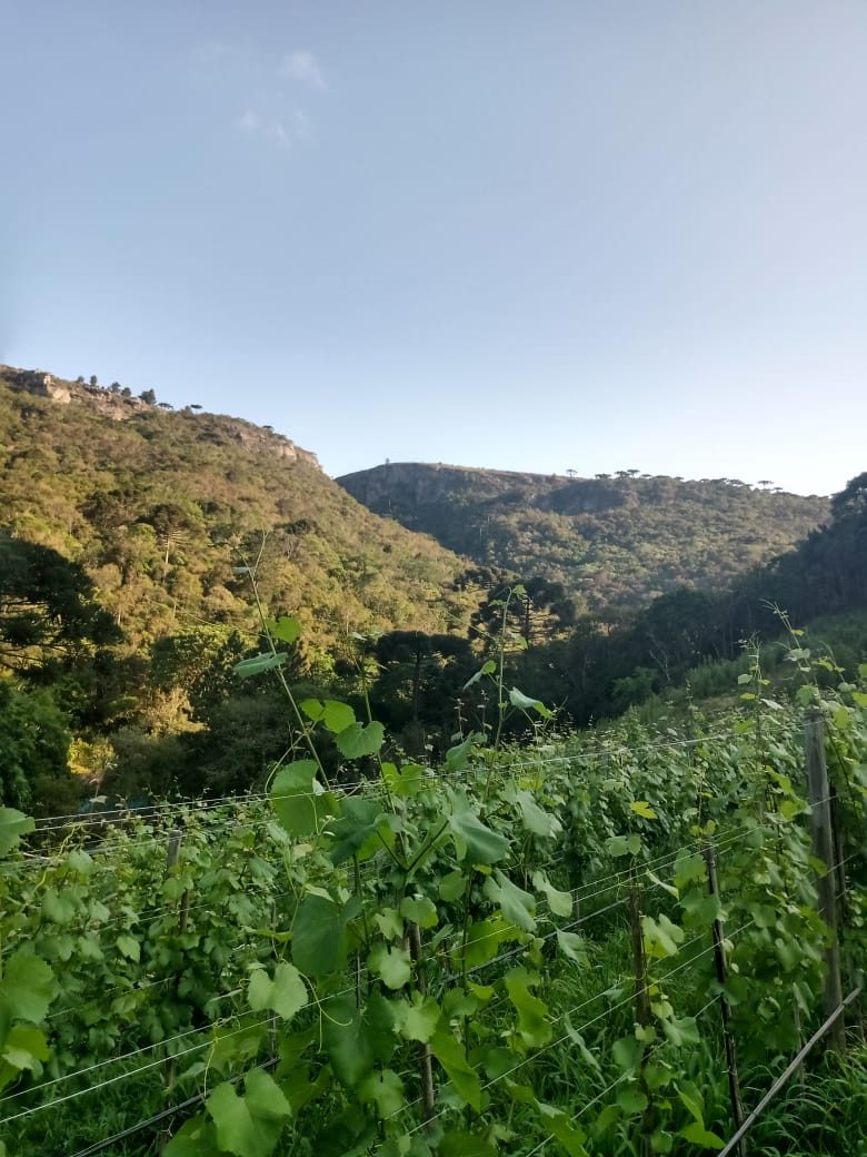 Vinhedo da Unus Mundus em espaldeira, entre as escarpas dos canyons de São Luiz do Purunã