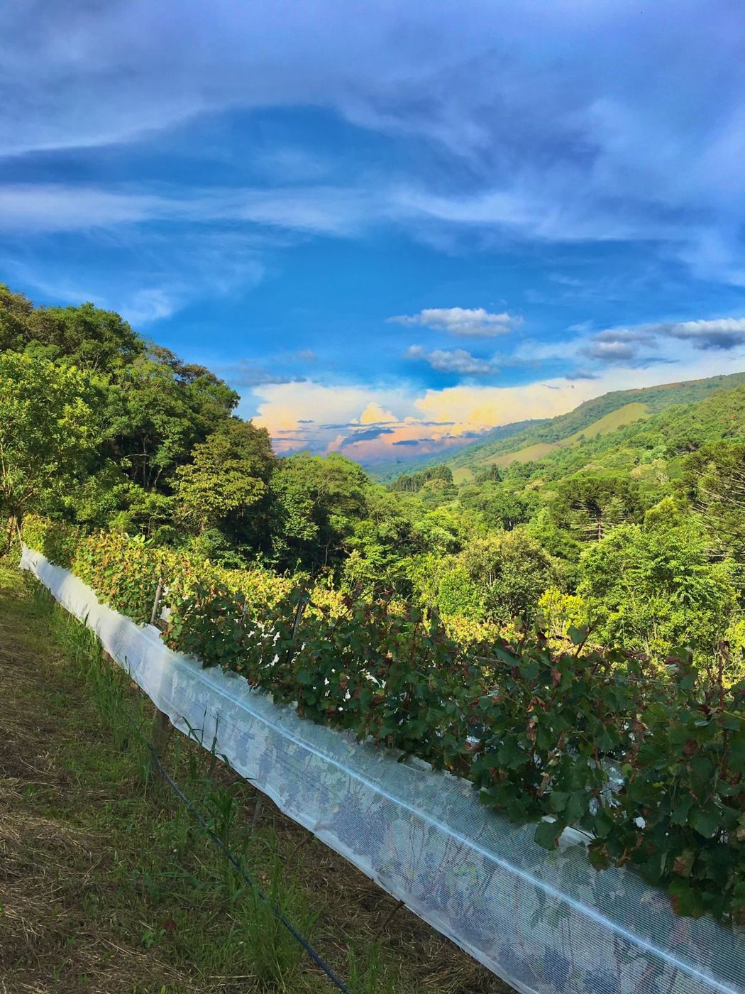 Fileira de videiras com vista para o vale ao entardecer